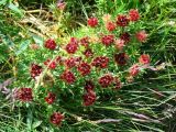 Rhodiola algida. Плодоносящее растение с последними цветками (высота около 15 см). Алтай, заливной берег оз. Ак-Кем. Июль 2008 г.