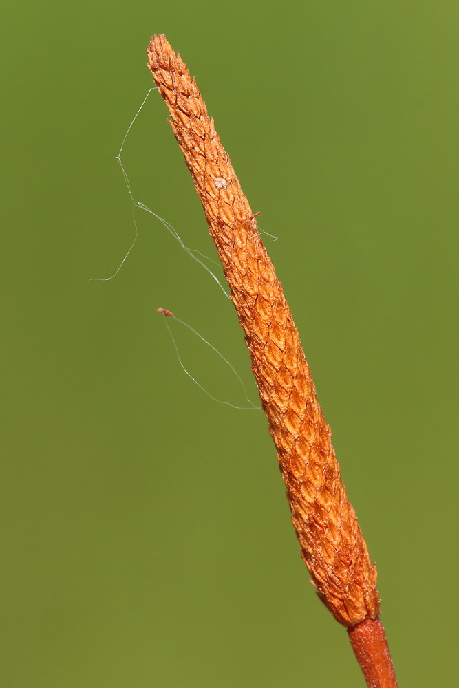 Image of Myosurus minimus specimen.