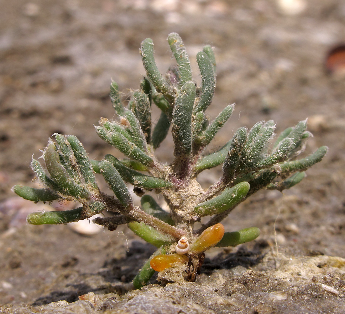 Image of familia Chenopodiaceae specimen.