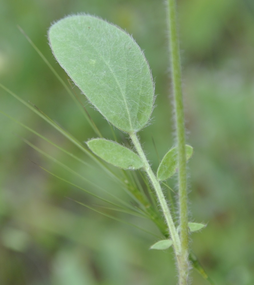 Image of Anthyllis vulneraria ssp. rubriflora specimen.
