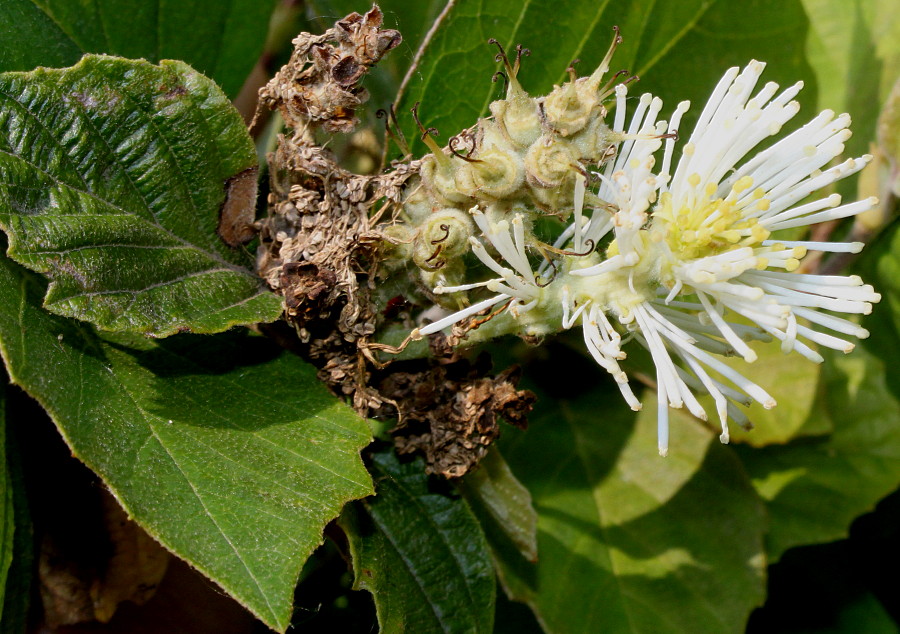 Изображение особи Fothergilla major.