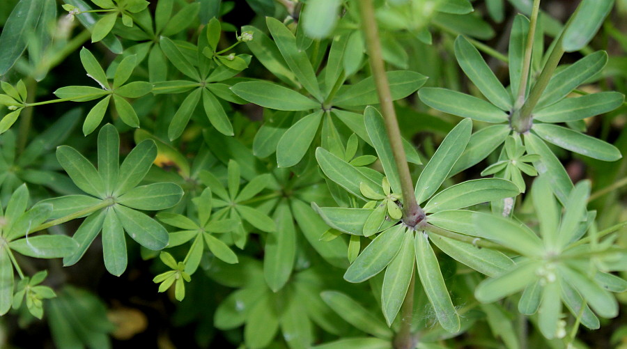 Image of Galium sylvaticum specimen.