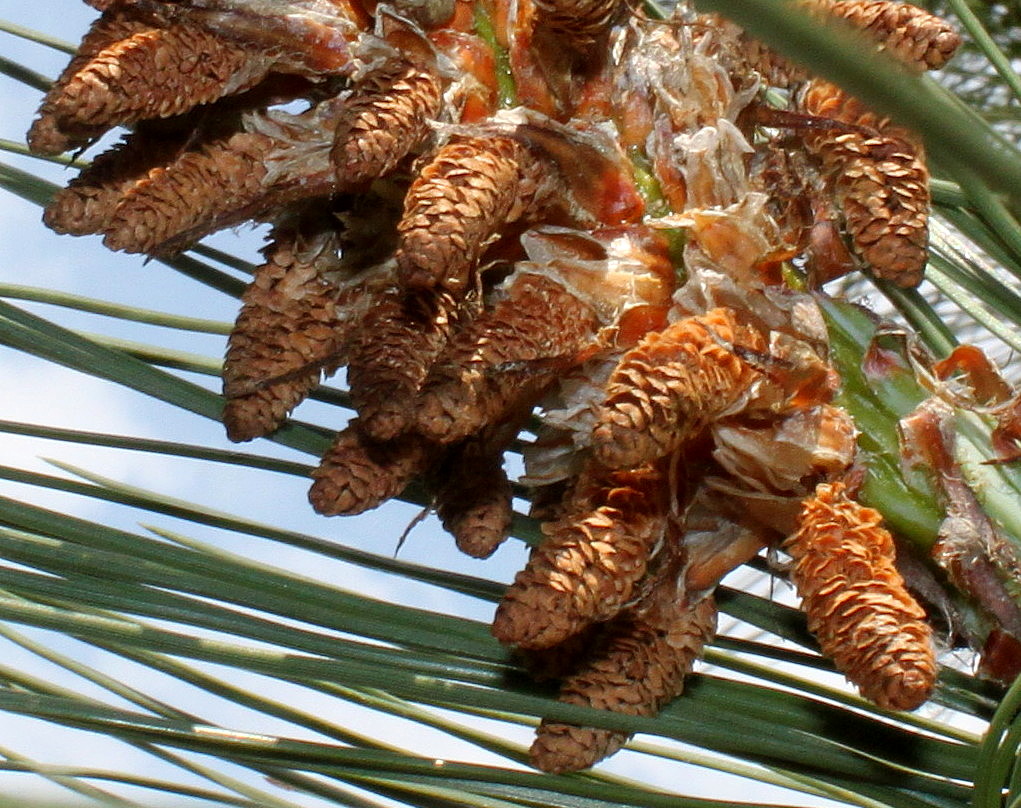 Изображение особи Pinus coulteri.