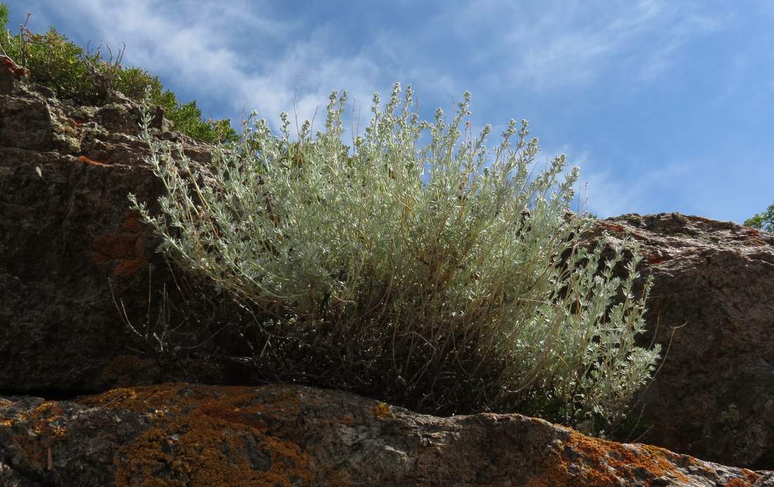 Изображение особи Artemisia rutifolia.