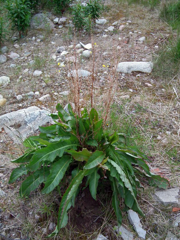 Image of Rumex longifolius specimen.