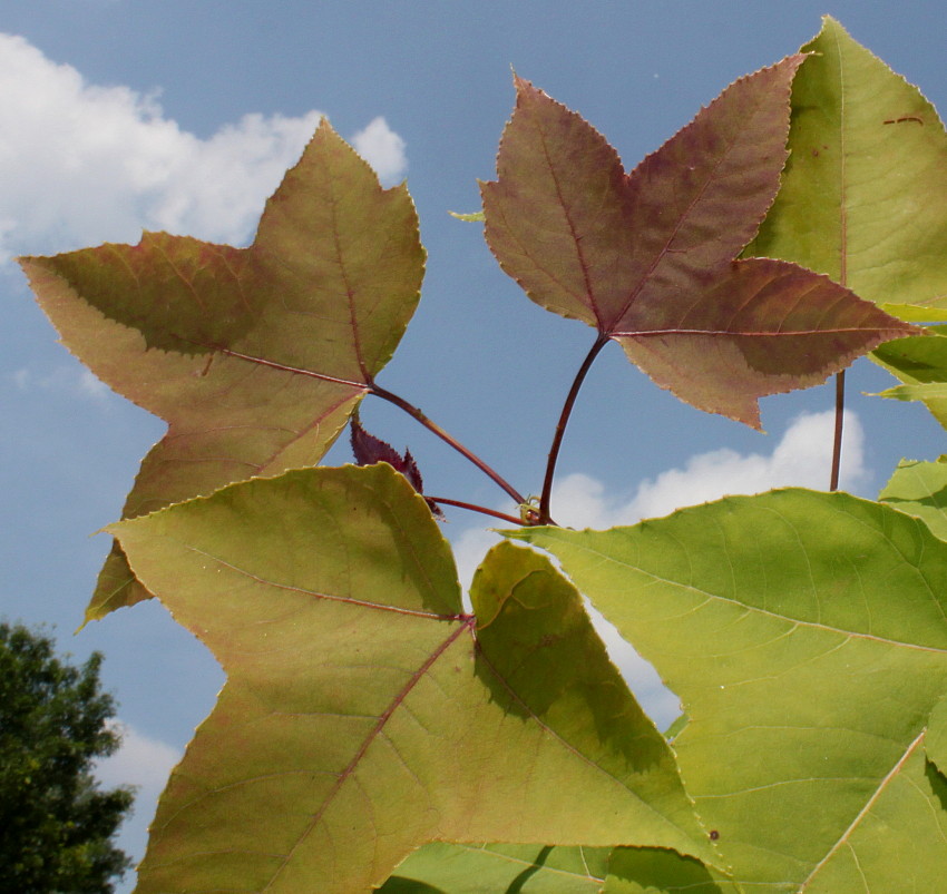 Image of Liquidambar formosana specimen.