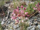 Allium trachyscordum. Соцветие. Казахстан, подножье Таласского Алатау, каньон Коксай. 11 июня 2013 г.