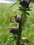 Pedicularis karoi