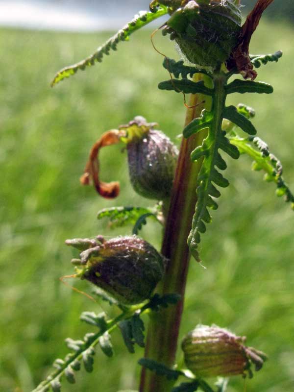 Изображение особи Pedicularis karoi.