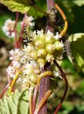 Cuscuta europaea. Отцветающее соцветие с кормящейся мухой-журчалкой Sphaerphoria sp. (на Urtica dioica). Ярославский р-н, окр. пос. Красные Ткачи, берег р. Которосль. 27 июля 2014 г.