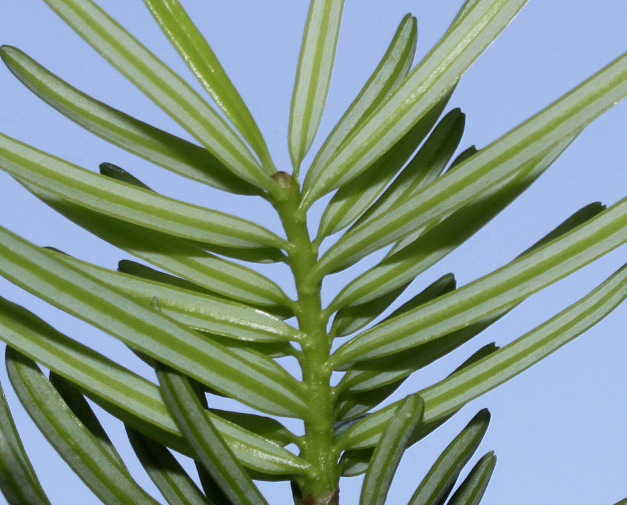 Image of Abies chensiensis specimen.