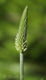 Plantago urvillei. Расцветающее соцветие. Молдова, Страшенский р-н, с. Каприяна, свежая грабовая дубрава. 25.05.2014.