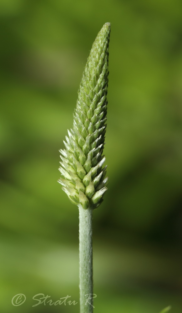 Изображение особи Plantago urvillei.