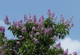 Lagerstroemia speciosa