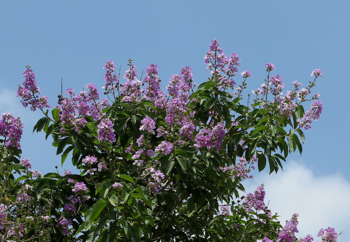 Изображение особи Lagerstroemia speciosa.