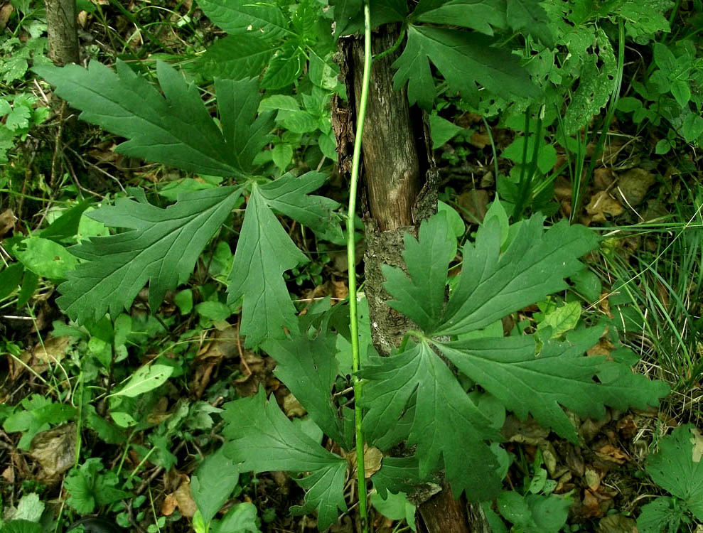 Изображение особи Aconitum lasiocarpum ssp. kotulae.