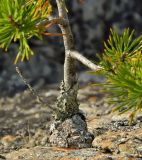 genus Pinus. Нижняя часть ствола угнетённого растения. Берег Белого моря, юго-зап. ч. Онежской губы, губа Смолениха, прибрежные скалы. Август 2014 г.