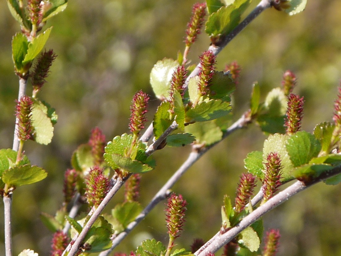 Image of Betula nana specimen.