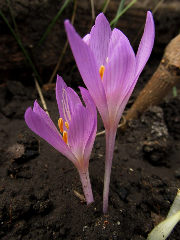 Image of Colchicum arenarium specimen.