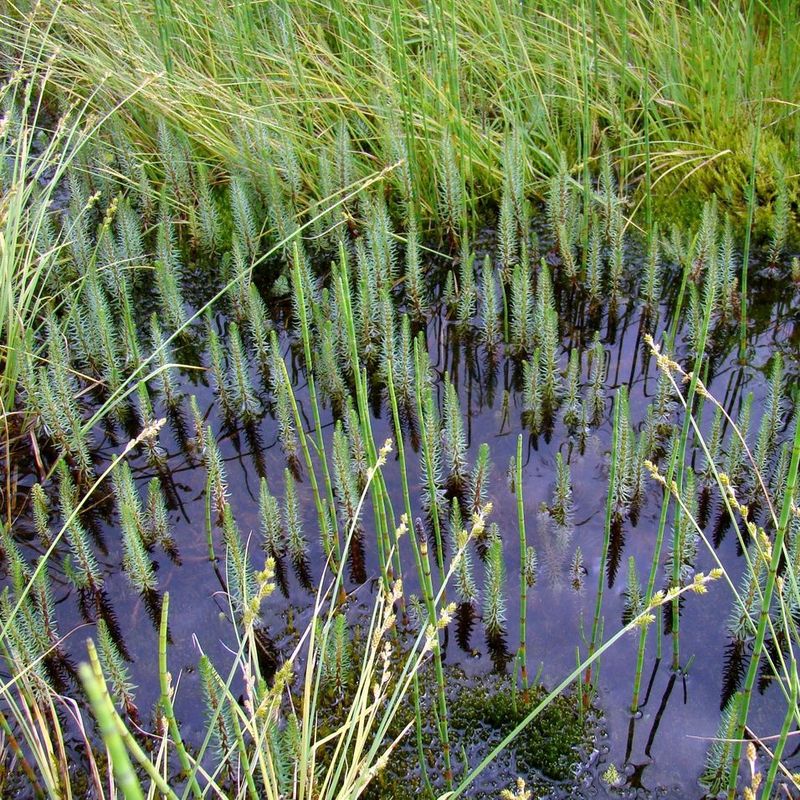 Изображение особи Hippuris vulgaris.