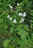 Geranium sylvaticum. Цветущее растение (белоцветковая форма). Соловецкие острова, остров Большой Соловецкий. 09.07.2014.