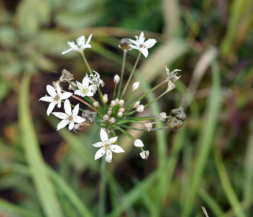 Image of Allium ramosum specimen.