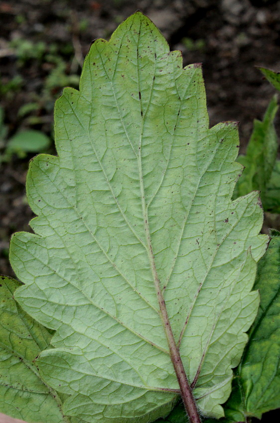 Изображение особи Phacelia bolanderi.