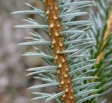 Picea sitchensis