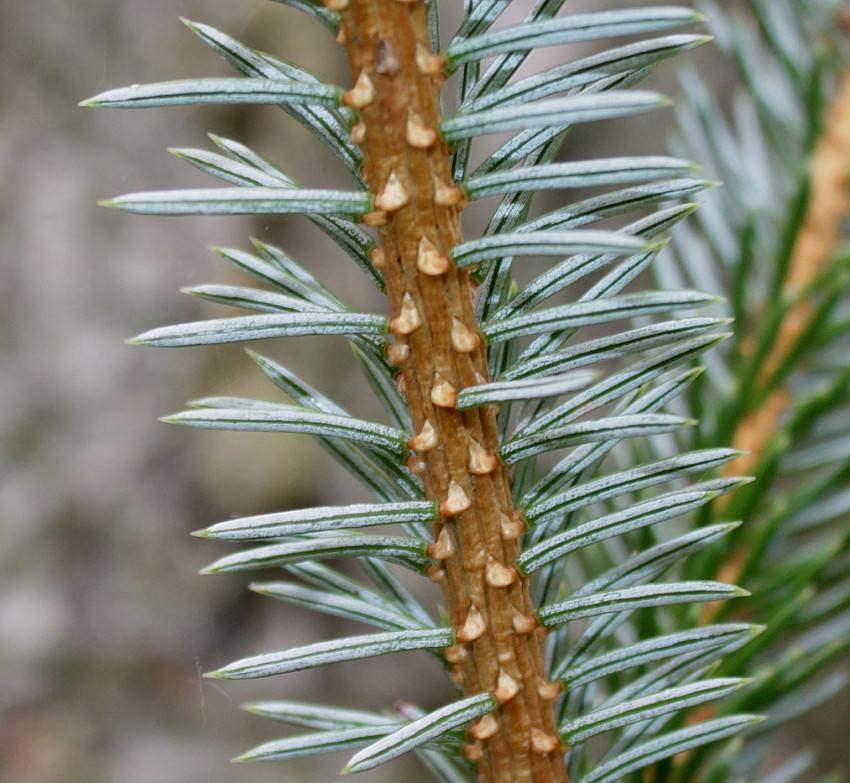 Изображение особи Picea sitchensis.