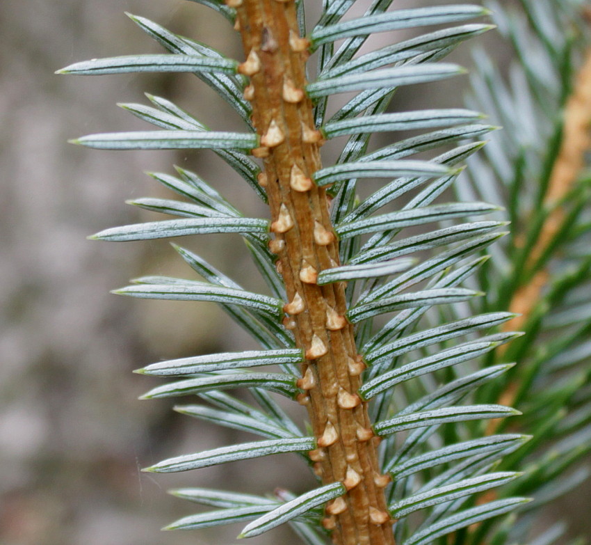 Image of Picea sitchensis specimen.