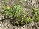 Inula ensifolia. Цветущее растение. Крым, Ялта, ущелье Уч-Кош. 05.08.2009.