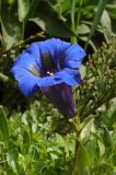 Gentiana acaulis