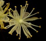 Tilia cordata