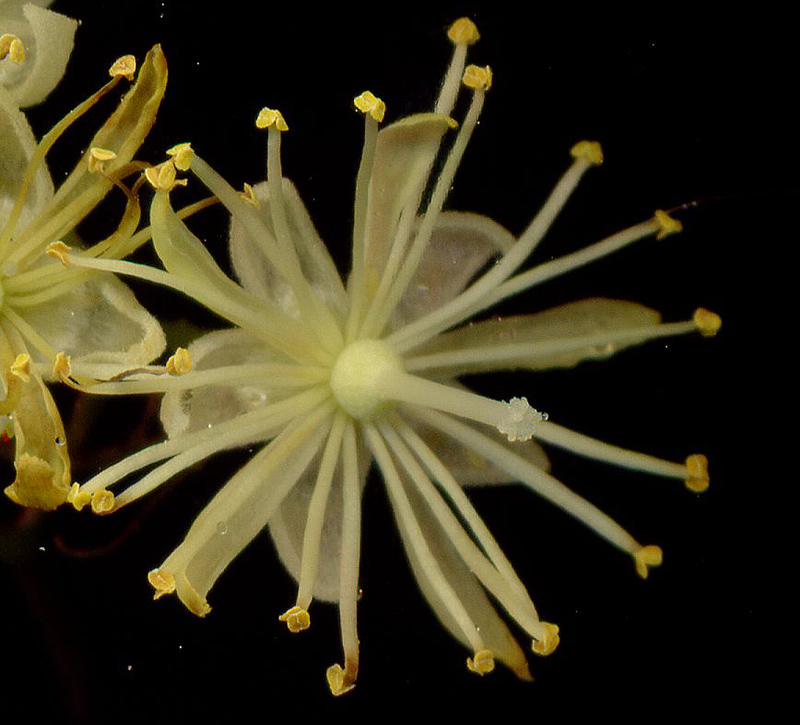 Image of Tilia cordata specimen.