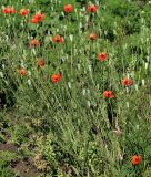 Papaver laevigatum