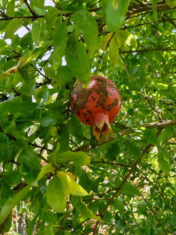 Image of Punica granatum specimen.