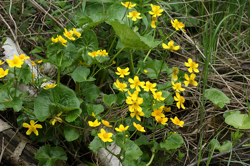 Image of Caltha palustris specimen.