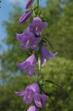 Campanula rapunculoides