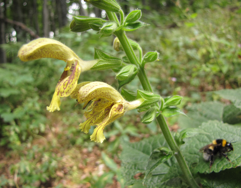 Изображение особи Salvia glutinosa.