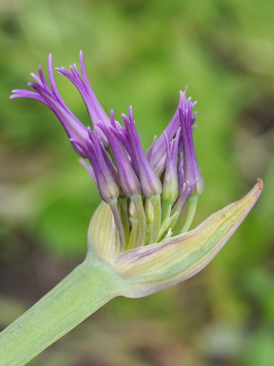 Image of Allium falcifolium specimen.