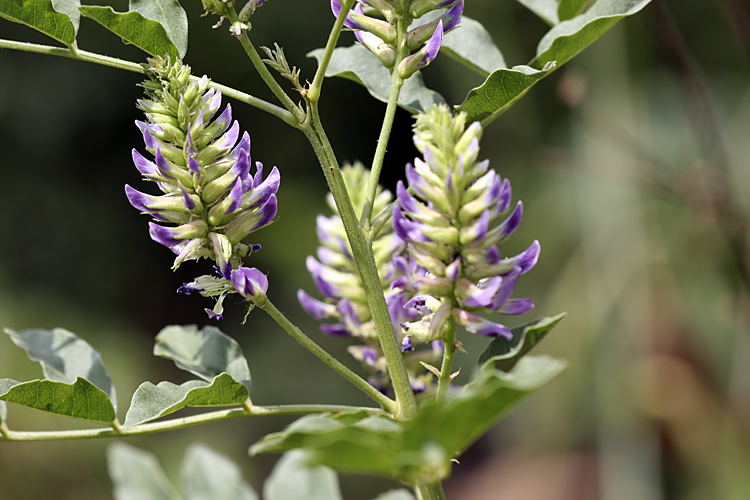 Изображение особи Glycyrrhiza soongorica.