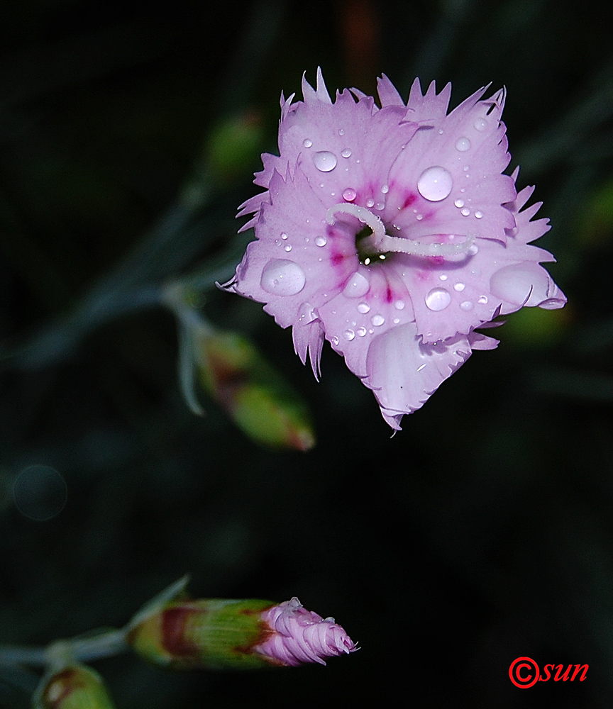 Изображение особи Dianthus plumarius.