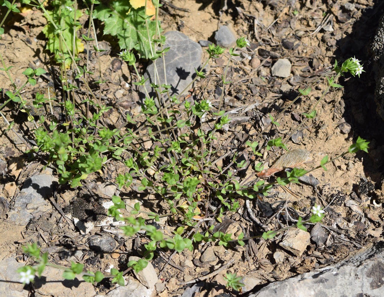 Image of Arenaria serpyllifolia specimen.