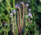 Phacelia tanacetifolia. Верхушки растения с соцветиями и созревающими соплодиями (культивар). Московская обл., Раменский р-н, окр. дер. Хрипань, садовый участок. 11.08.2015.