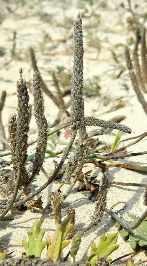 Изображение особи Plantago coronopus.