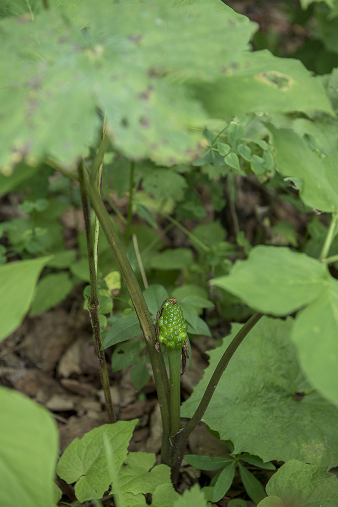 Изображение особи Arisaema japonicum.