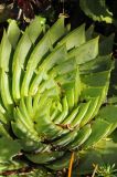 Aloe polyphylla