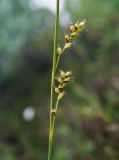 Carex vaginata. Часть генеративного побега с пестичными колосками. Мурманская обл., ЗАТО г. Североморск, окр. пос. Росляково, заболоченная лесотундра. 04.07.2015.