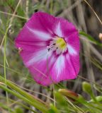 genus Convolvulus