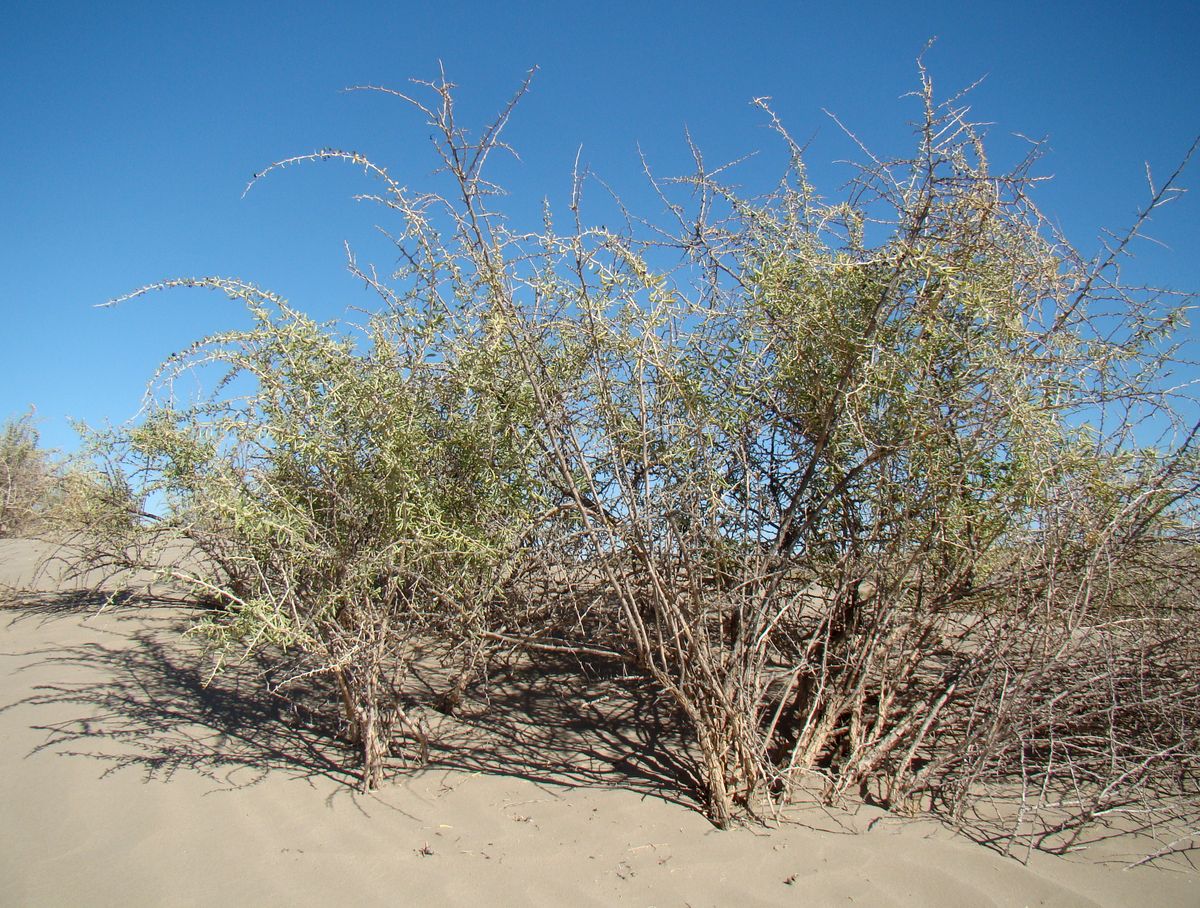 Image of Lycium ruthenicum specimen.